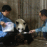 秦岭大熊猫繁育研究中心高龄大熊猫珠珠诞下一幼仔 - 陕西新闻