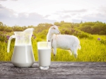 荷高羊奶精细把控，四大途径保证羊奶质量 - 西安网