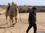 【文化扶贫在行动：内蒙古篇】科尔沁沙地中的牵驼人：吃旅游饭、启新生活 - 西安网