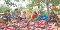【乡村产业旺起来】洛川果业穿越农业“大小年” - 西安网