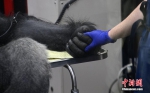 大猩猩饱受腹痛折磨送医检查 牵手美国医生 - 西安网
