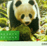 白忠德生态散文集《大熊猫 我的秦岭邻居》获全国城市出版社优秀图书奖 - 西安网