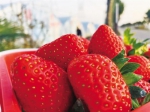 尝尝抢“鲜”上市的华州草莓 - 西安网