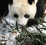 雪中大熊猫 - 西安网