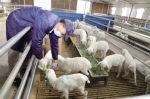 榆阳：打造湖羊全产业链条 - 西安网
