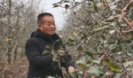 【“薪火”访谈室】陕西凤翔曹儒：与苹果树“死磕”的三十年 - 西安网