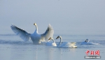 新疆乌伦古湖 留守天鹅湖面上演“水上芭蕾” - 西安网