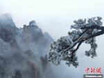 安徽黄山现雾淞景观 - 西安网