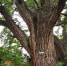 陕西省西安植物园专家为千年古树“把脉问诊” - 西安网