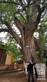 陕西省西安植物园专家为千年古树“把脉问诊” - 西安网