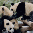 陕西将建设秦岭大熊猫科学公园 助力秦岭大熊猫IP打造 - 陕西新闻