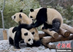陕西将建设秦岭大熊猫科学公园 助力秦岭大熊猫IP打造 - 陕西新闻