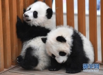 陕西秦岭大熊猫研究中心:大熊猫宝宝健康成长 - 西安网