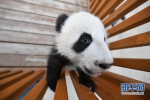 陕西秦岭大熊猫研究中心:大熊猫宝宝健康成长 - 西安网