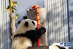 中国大熊猫保护研究中心“2020级”熊猫宝宝集体亮相贺新春 - 西安网