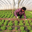 蔬菜产业鼓起农民“钱袋子” - 西安网