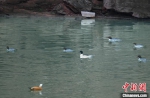 混群秋沙鸭在水中嬉水觅食 刘刚 摄 - 西安网