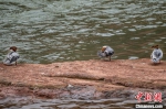 混群秋沙鸭在岸边休息 刘刚 摄 - 西安网
