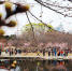 3月18日，市民和游客在北京玉渊潭公园观赏樱花。随着春暖花开，到公园踏青赏花的游客市民逐渐增多，玉渊潭公园也在做好疫情防控的基础上，将于3月20日开启春季赏花文化活动。据介绍，目前玉渊潭公园可供游客观赏的樱花达到40余个品种近3000株，成为北方地区最大的樱花观赏园之一。 <a target='_blank'  data-cke-saved-href='http://www.chinanews.com/' href='http://www.chinanews.com/'>中新社</a>记者 杜洋 摄 - 西安网