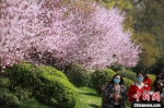 资料图：市民“带着口罩”赏春光。　孟德龙 摄 - 西安网