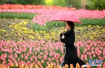 西安植物园第29届春季花展开展 数千平郁金香竞相开放 - 西安网