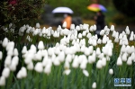 西安植物园第29届春季花展开展 数千平郁金香竞相开放 - 西安网