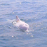 中华白海豚首次现身辽宁大连海域 - 西安网