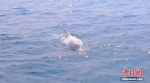 中华白海豚首次现身辽宁大连海域 - 西安网