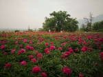 阿姑泉芍药谷 花已成海 等你来约 - 西安网