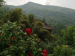 阿姑泉芍药谷 花已成海 等你来约 - 西安网