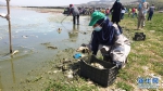 传染病致黎巴嫩一人工湖鱼类大量死亡 - 西安网