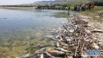 传染病致黎巴嫩一人工湖鱼类大量死亡 - 西安网