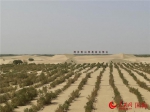 【中国有约】防风固沙生态林：“刀郎儿女”守卫绿色家园 - 西安网