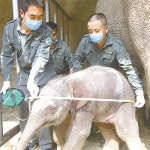 救助亚洲象 一直在行动 - 西安网