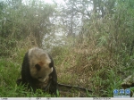 野生大熊猫现身人工水源处 - 西安网