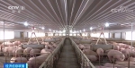 生猪价格同比降五成 农业农村部提醒合理安排出栏节奏 - 西安网