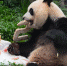 澳门大熊猫“健健”“康康”迎来5周岁生日 - 西安网