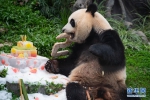 澳门大熊猫“健健”“康康”迎来5周岁生日 - 西安网
