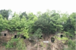 苍溪县永宁镇笔山村庹家坪首次发现罕见的东汉时期崖墓群 - 西安网