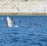 布氏鲸在深圳大鹏海域出没 - 西安网