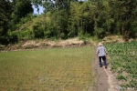 石泉69岁大妈坚持种稻30多年 稻谷堆满家 - 西安网