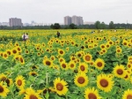 西安汉长安城未央宫遗址：千亩葵花引客来 - 西安网