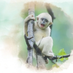 滇金丝猴保护见成效（人民眼·加强生物多样性保护） - 西安网