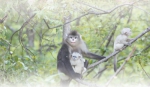 滇金丝猴保护见成效（人民眼·加强生物多样性保护） - 西安网