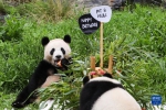 柏林动物园为德国出生大熊猫双胞胎庆祝生日 - 西安网