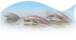 保护长江江豚最直接最有效的措施 - 西安网