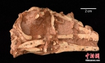 中国发现白垩纪晚期伤齿龙科恐龙新属种“内蒙古蝶猎龙” - 西安网