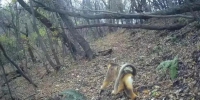 西安太平峪首次发现国家一级保护动物—川金丝猴 - 西安网