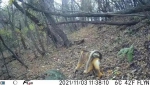 西安太平峪首次发现国家一级保护动物—川金丝猴 - 西安网
