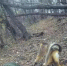 川金丝猴首次现身西安太平峪西山国有林区 - 西安网